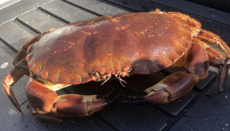 Taskekrabben er ein god øko-indikator for korleis det står til på forureina havbotn, trass i at han kan bevege seg over noko større område.