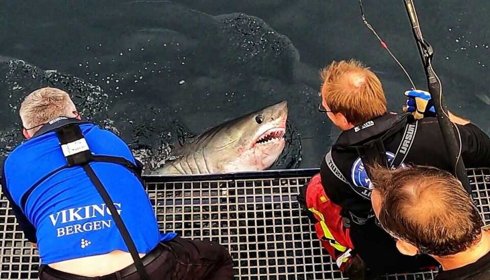 Stor hai: Årets første merkede håbrann var rundt 200 kg. Og ganske stor og sterk - men alt gikk bra for både folk og fisk.
