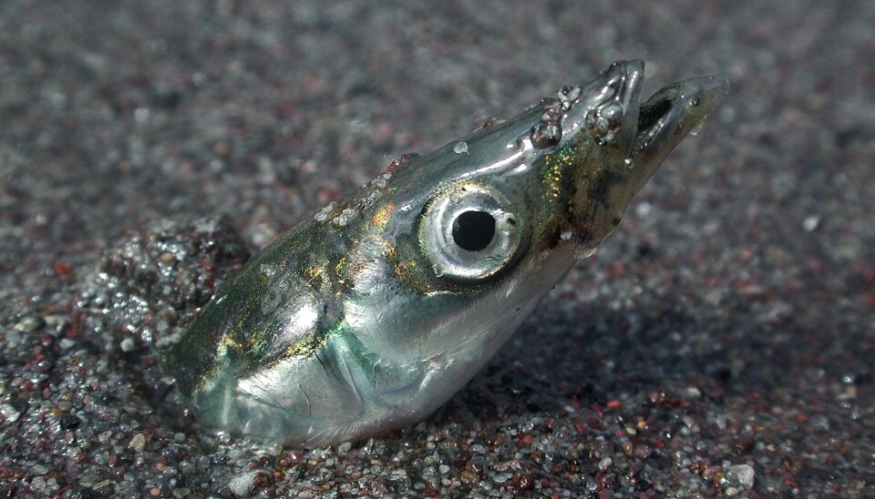 Tobis brukes primært til produksjon av fiskemel og fiskeolje.