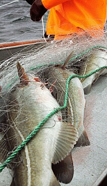 Spekulativt eller velbegrunnet?