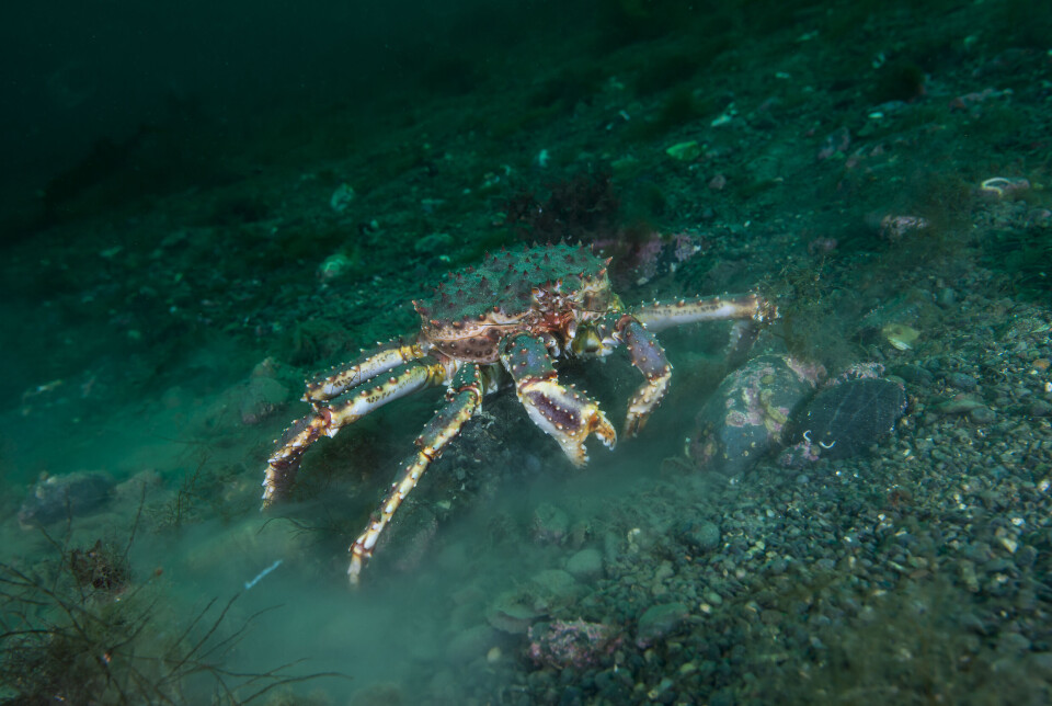 Hi anbefaler økt kongekrabbe-kvote neste år.