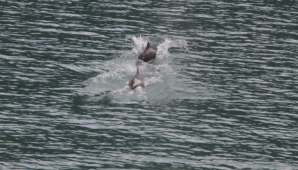 Niser som jager fisk i Lusterfjorden.