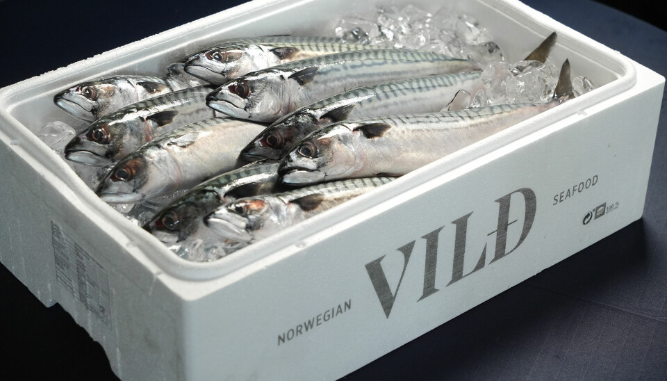 Norsk makrell ankommet Japan.