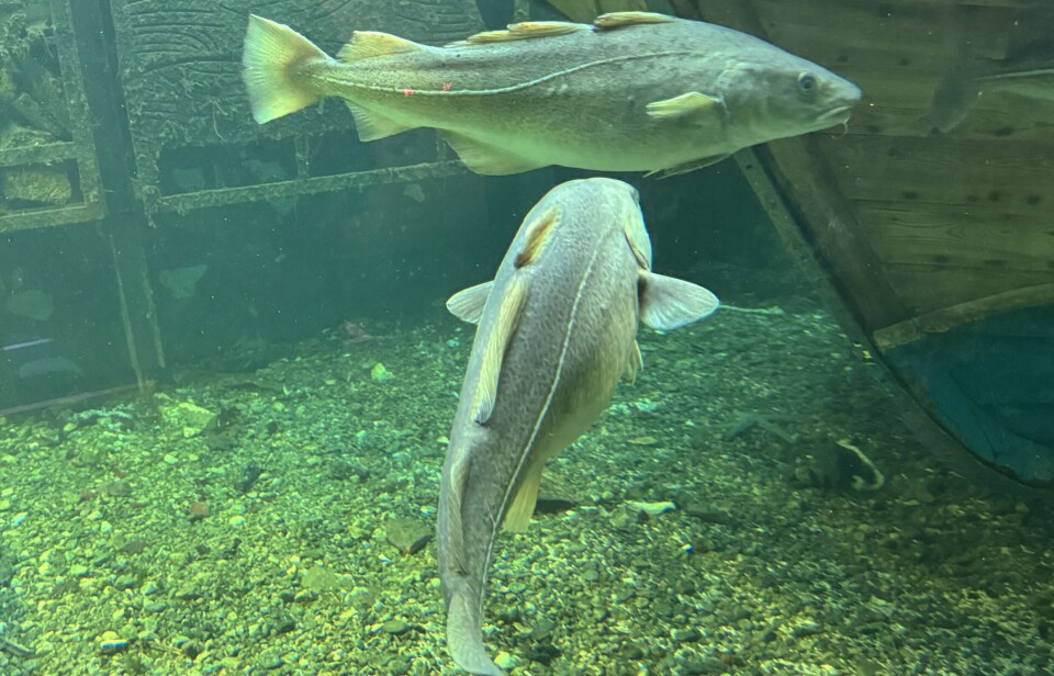 Nordsjøtorsken er delt i tre underbestandar. Underbestanden som gyter i sør er hardt fiska og krev strengare vern enn dei andre.