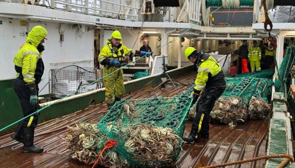 Spøkelsesteiner tatt opp på opprenskingstokt langs kysten i Nord-Norge med forskningsfartøyet Helmer Hansen. Denne lenken besto av 24 spøkelsesteiner, mange fulle av kongekrabbe.