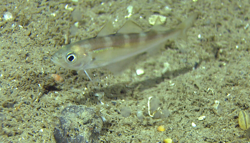 Øyepål.