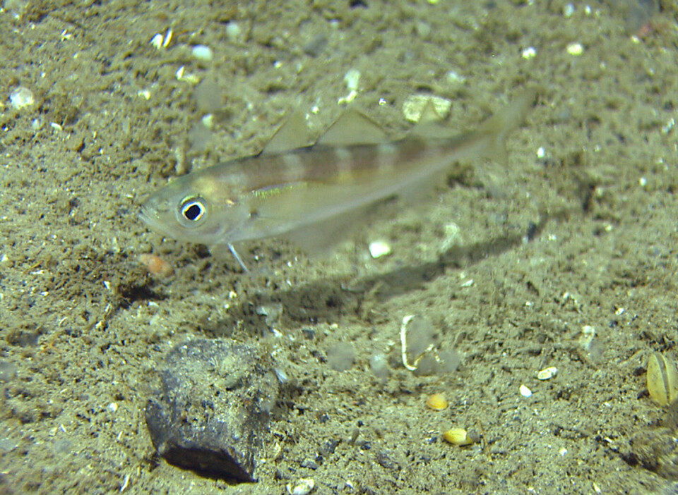 Fartøy vil nå kunne melde inn fangster av øyepål (bidet) elektronisk.