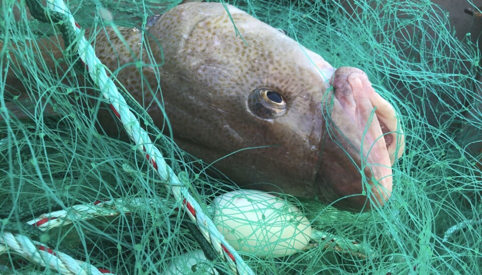 Det ble landet mye torsk, men omsetningen i Råfisklaget gikk ned fra uken før.