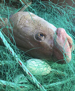 – Mildt sagt spekulativt