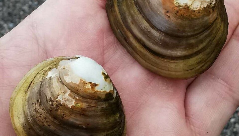 Den fremmede muslingen Rangia cuneata ble funnet i store mengder i Frierfjorden og Voldsfjorden.