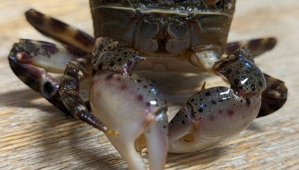 Asiatisk strandkrabbe er funnet sporadisk på flere lokaliteter i Oslofjorden.