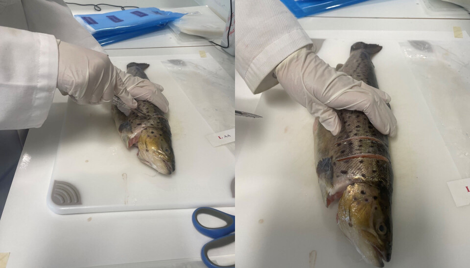 Listeria monocytogenes er en fortvilende robust matbakterie. I forskningsprosjektet DeList vil forskerne undersøke ulike tiltak for å redusere og fjerne forekomsten av listeria på laks og ørret.