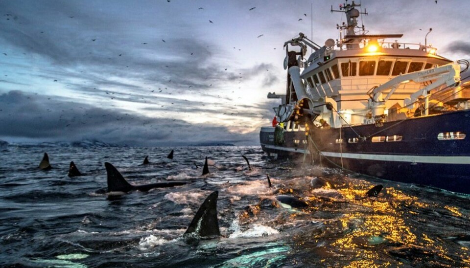 Under vinterfisket etter sild i fjordene i Troms er det ofte mye hval rundt fiskefartøyene.