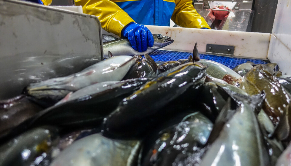 Bedriftene som videreforedler fisken, opplever ikke samme opptur som resten av næringen. En egen rapport om fiskeindustrien kommer om noen uker.