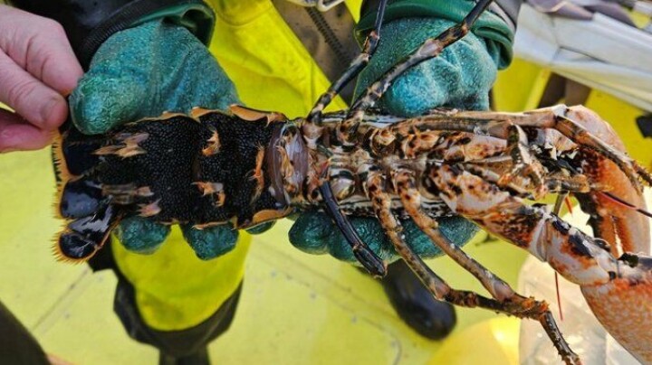 Beslag og gjenutsetting av hummer med utvendig rogn.