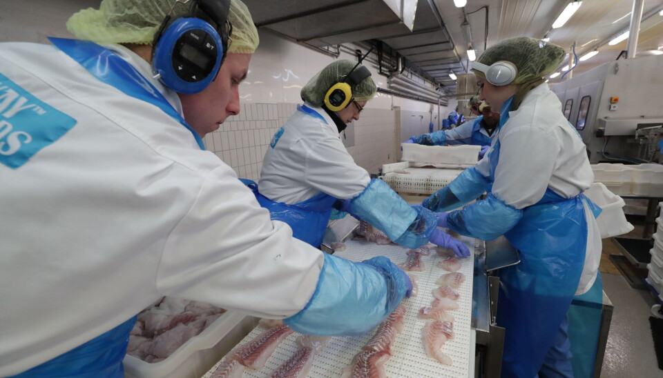 Bilde fra filetlinjen ved Lerøy Norway Seafoods, Melbu.