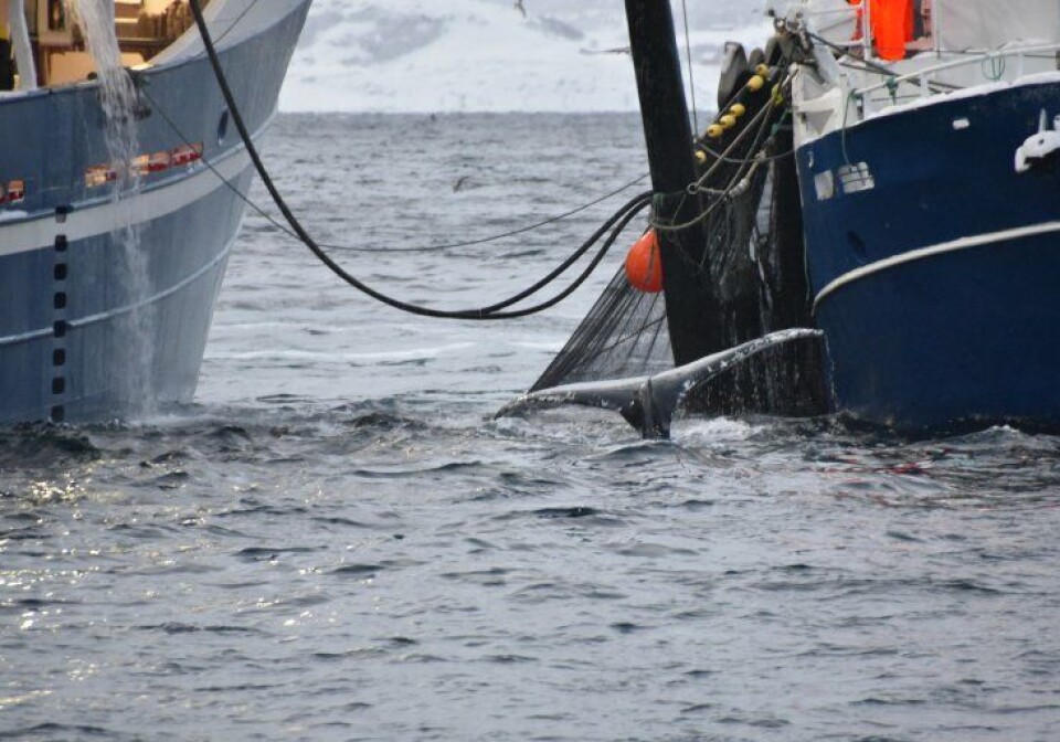 Hummerfiske Rogn Alt du trenger å vite om hummerfiske i Norge: Regler og ...