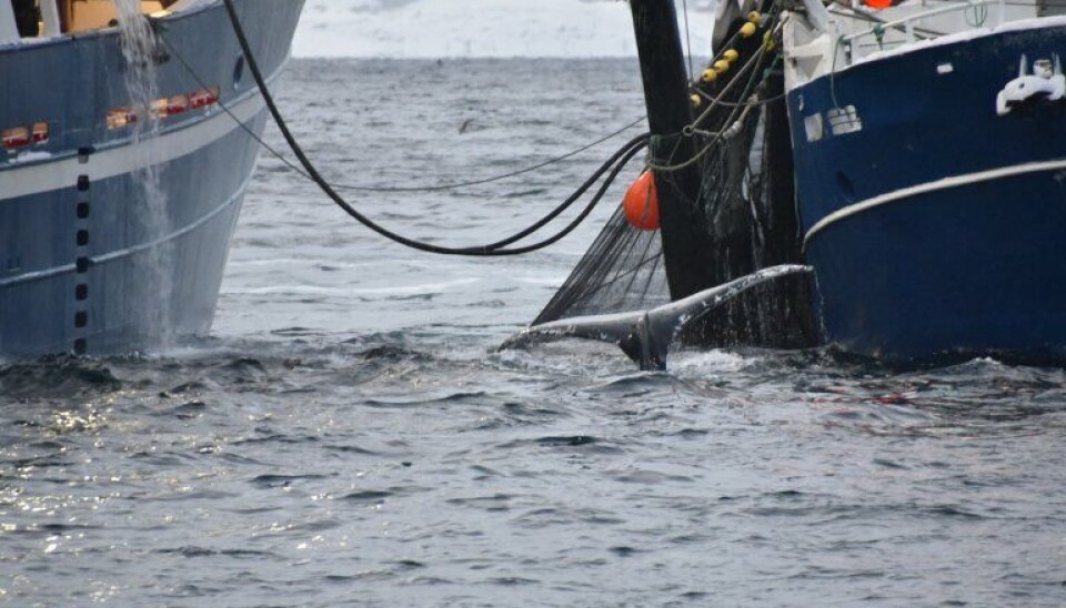 Overføring av fangst mellom fartøy.