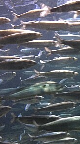 Kraftig økning i kvoten for nvg-sild