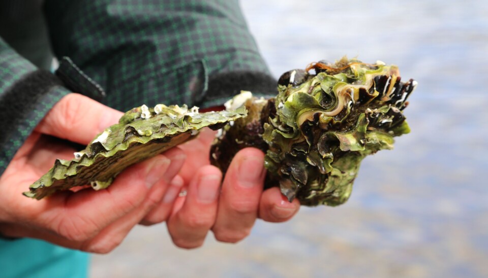 Samling av prøver på flatøsters på Langestrand ved Flosta. Sammenlikning av de to østerstypene i Norge.
