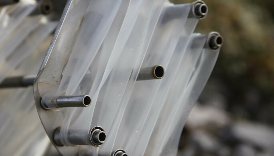 Silikonmembranen gir forskerne et estimat på kjemikalienivået i fisk, uten å måtte teste den.