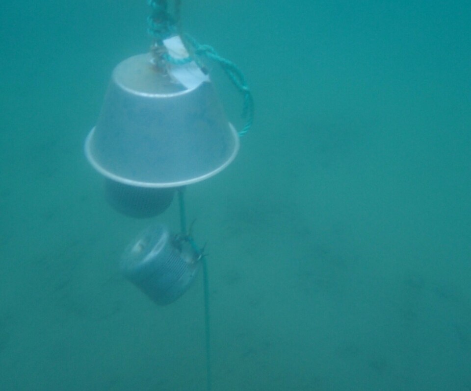 En passiv prøvetaker kan eksempelvis festes til en bøye, til en båt eller til en moring på sjøbunnen, som her.