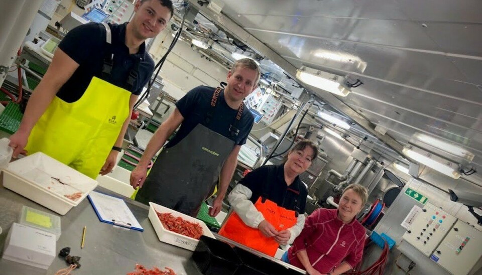 Ikke VM i rekepilling, men stadieinndeling av en rekefangst i fiskelaben på 'G.O. Sars'. Her er rekefiskerne Casper Sørensen, Frode Jensen pluss forskingspersonell Inger Henriksen og Guldborg Søvik.