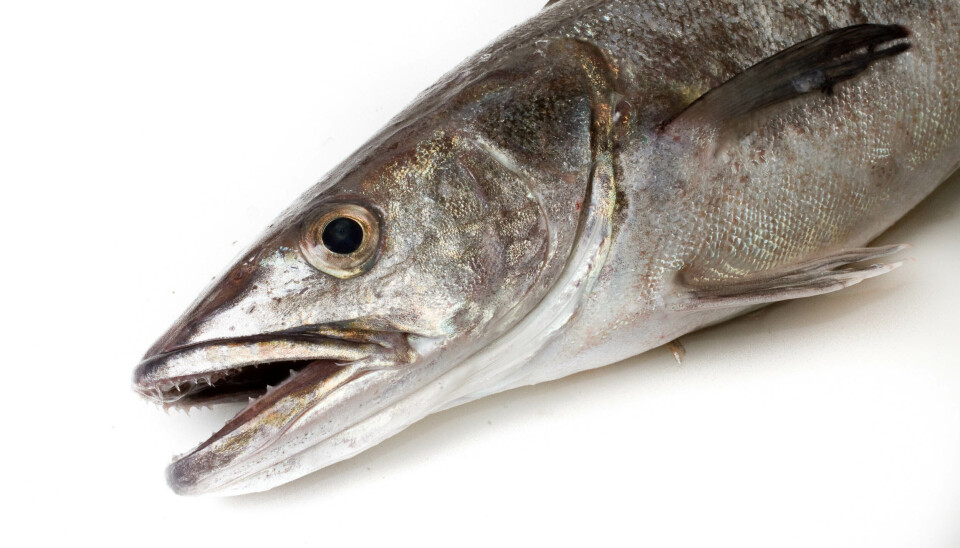 Nærbilde av Lysing.