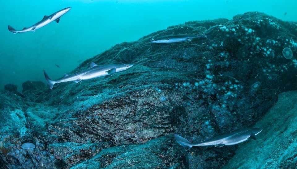 Pigghå er blant de vanligste bruskfiskartene i verden.