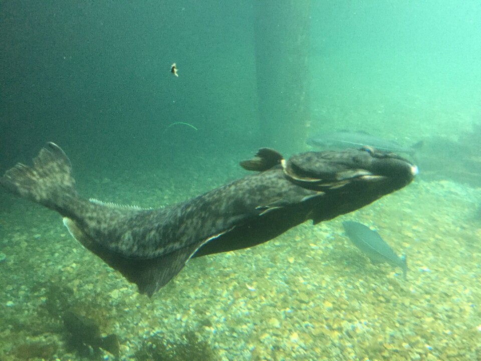 Fiskeridirektoratet utviderer fredningsperioden for kveite.