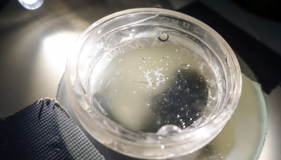 Mikroplast. Bildet er fra HI sin stand under Forskningstorget for noe år siden - hvor mye handlet om plast og mikroplast i havet.