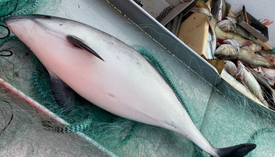 I Norge lever det omtrent 170 000 niser. Noen av disse ender sine liv i fiskegarn.