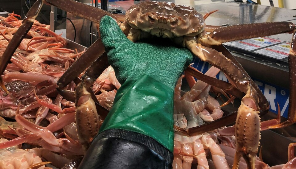 F>iskebåt er bekymret for manglende snøkrabbetokt for 2025.