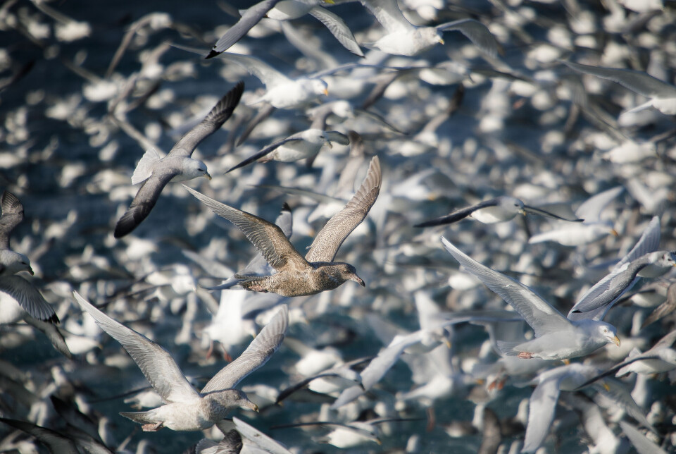 «Hungry Birds».