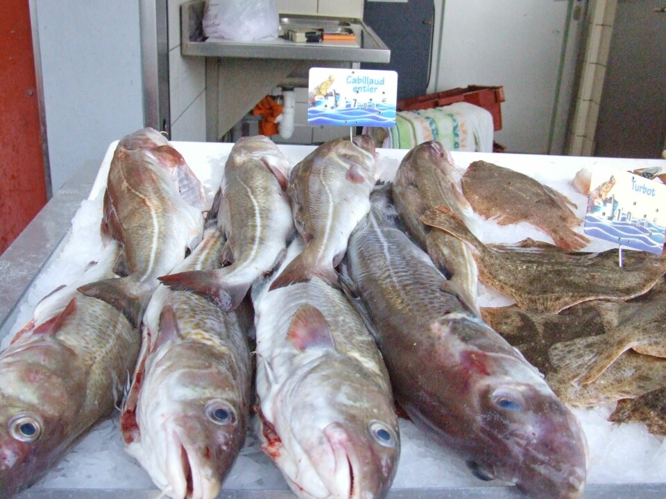 Norsk fisk blir mindre konkurransedyktig i Frankrike når fiskerne der har halvparten så høye drivstoffutgifter som norske. Her selges torsk i Bolougne-sur-Mer. Foto Terje Engø