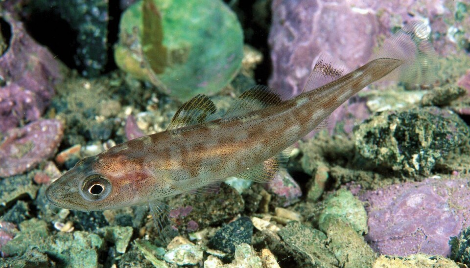 Polartorsk (Boreogadus saida).