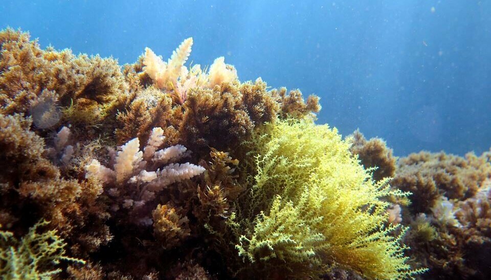 Et sunt marint økosystem, med blant annet algetypene Sargassum og Gongolaria er et vakkert syn. Men store deler av havet er under press.