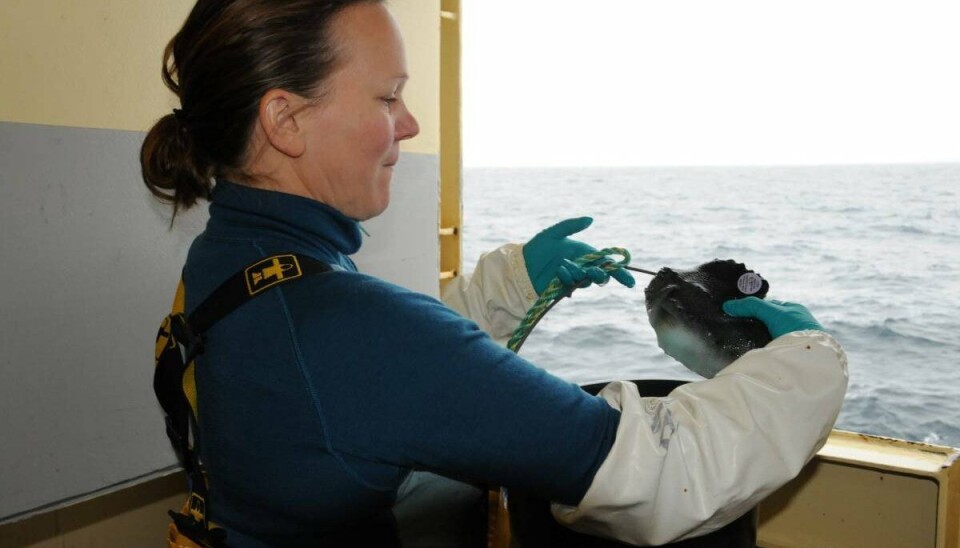 Rognkjeksemerkerene haiket mellom annet med det store makrell-økosystemtoktet i Norskehavet somrene 2020–2023. Her er det tekniker Frøydis Rist Bogetveit som setter ut merket fisk fra den innleide fiskebåten «Eros».
