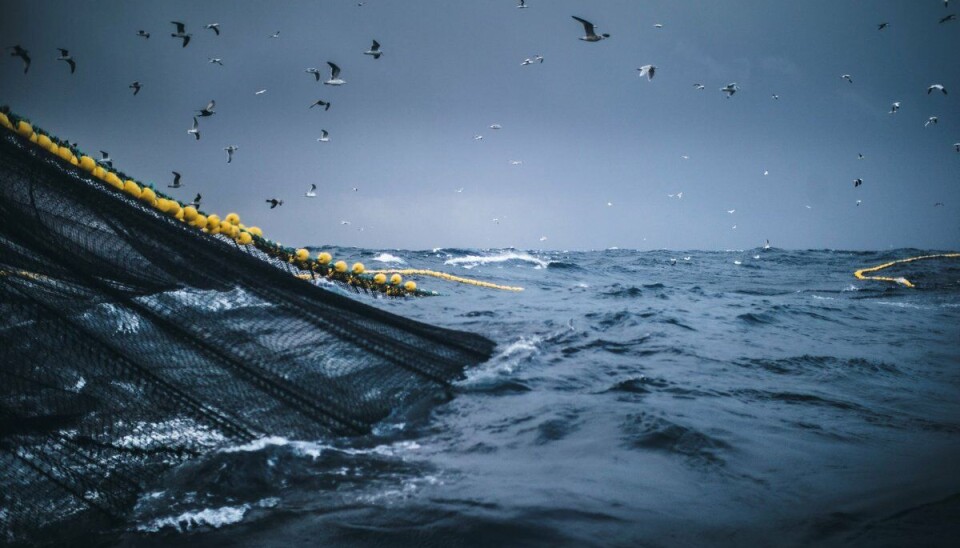 Havets utfordringer er sammensatte og verdensomspennende, skriver kronikkforfatterne. Hav, garn og måker.