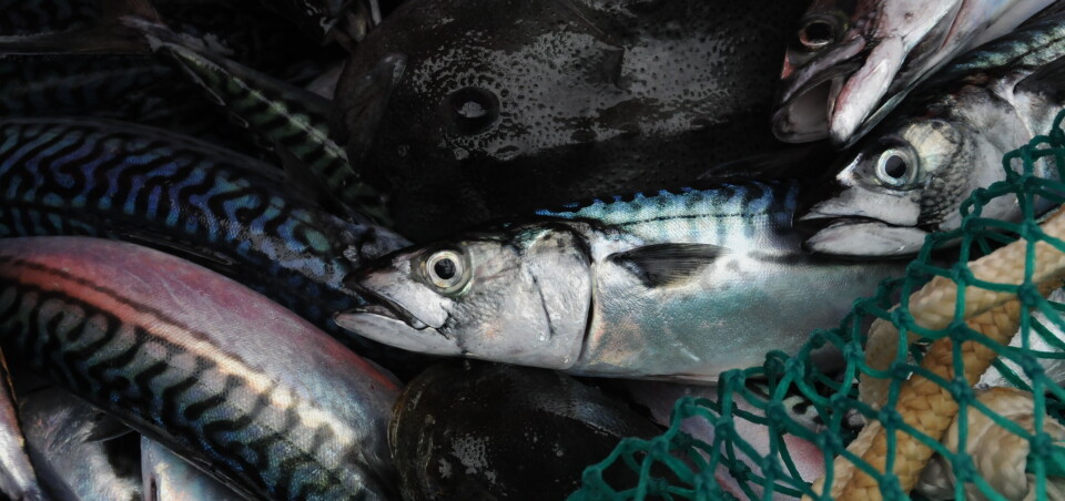 HI om makrell: – Vi driver ikke forskning i blinde