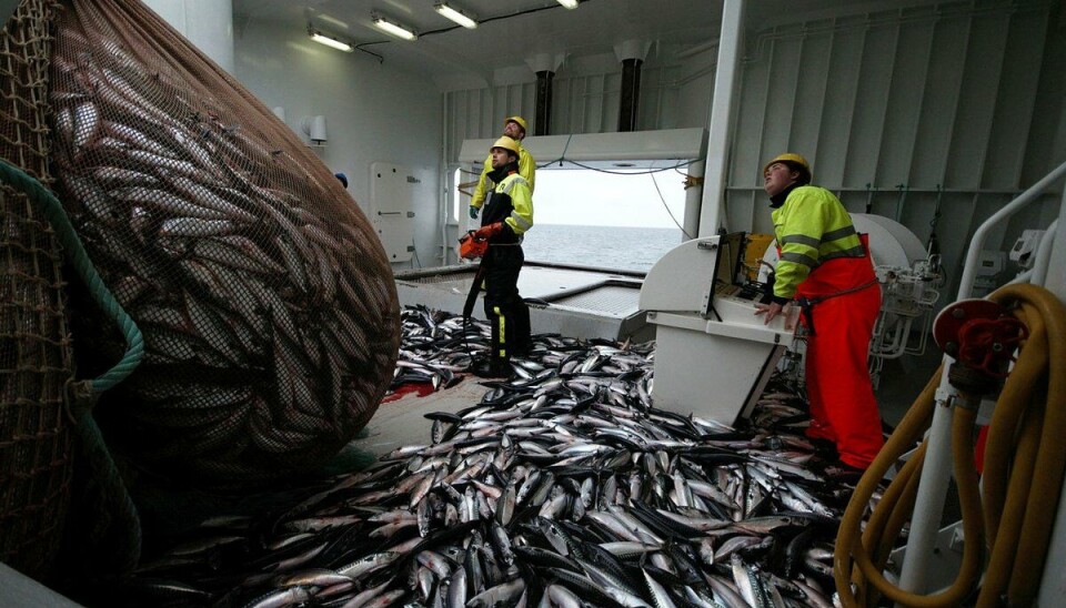 Fangst av makrell sør for Jan Mayen.