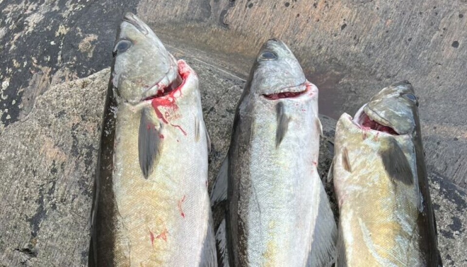 Det er ulovlig privatpersoner å selge fisk.