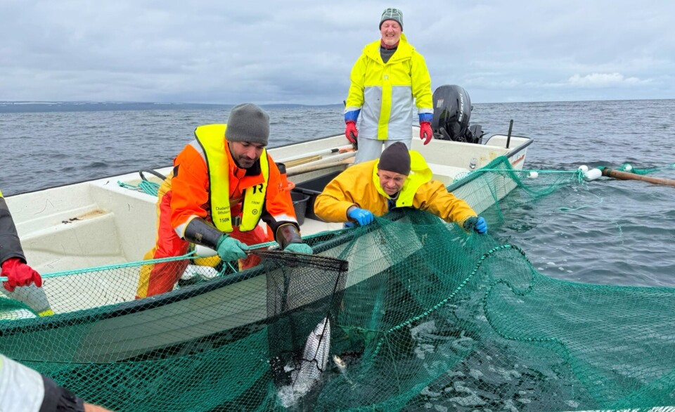 Fiskere og forskere røkter kilegarn utenfor Bugøynes (Sør-Varanger) i Varangerfjorden.