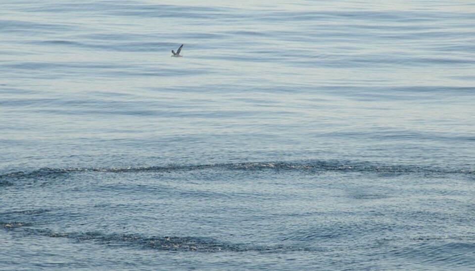 Makrell jakter åte helt i overflaten.