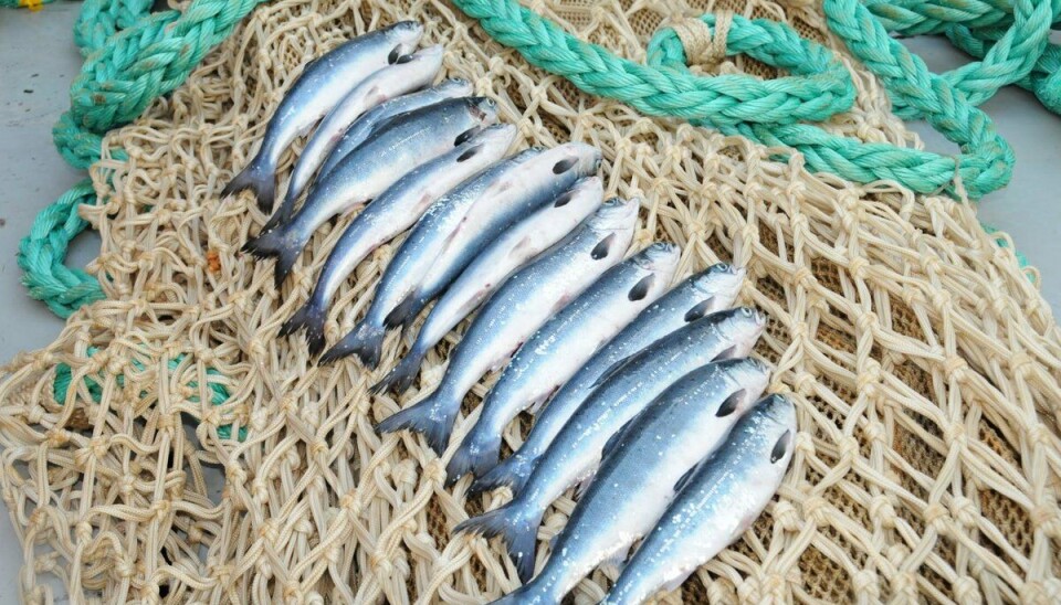 14 postsmolt fanget sentralt i Norskehavet nær overflaten.