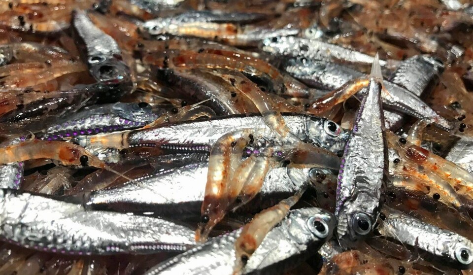 'Ligrunn' tok over 120 tonn laksesild i fjorårets forsøksfiske etter mesopelagisk fisk. Illustrasjonsfoto Webjørn Melle, Havforskningsinstituttet