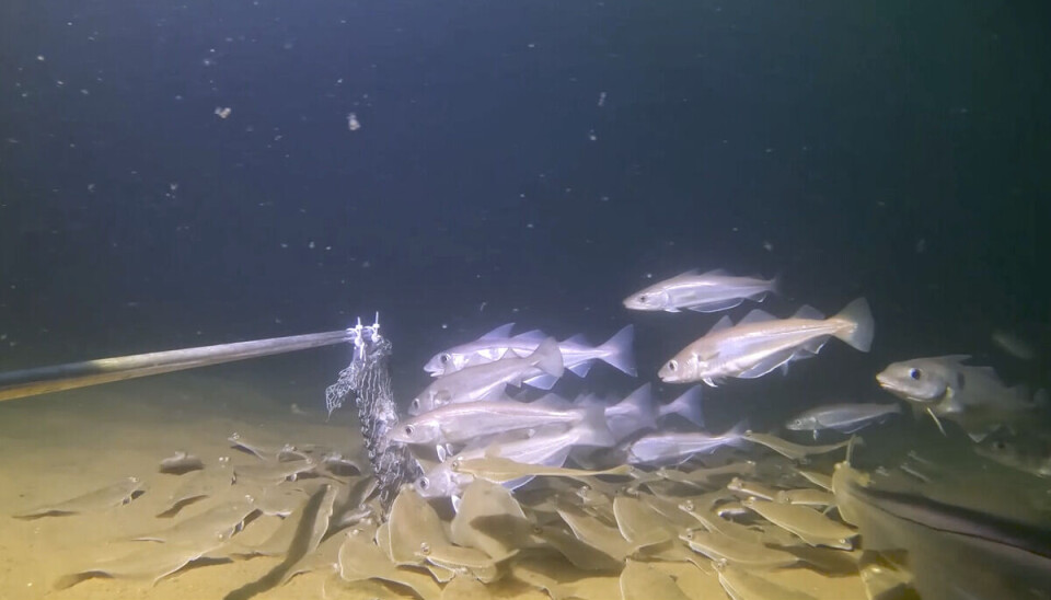 Hyse og flatfisk ser syn på et gratis måltid fra videoriggen.