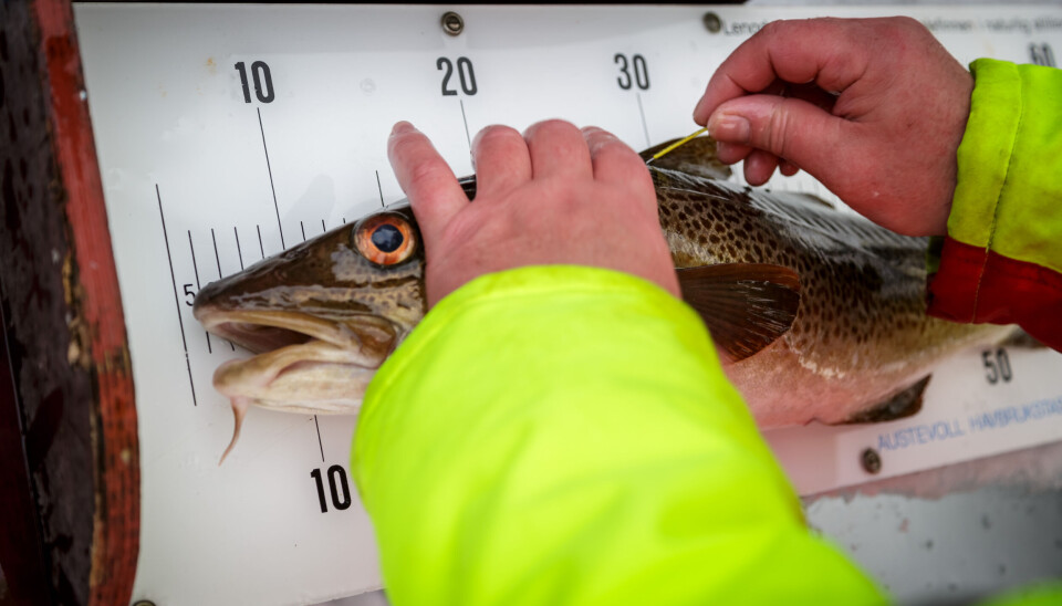 Det er i alles interesse å sikre bærekraftig forvaltning av ressursene i Barentshavet, mener Fiskebåt.