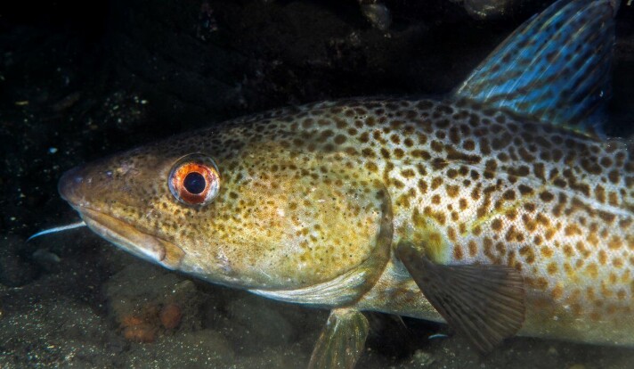 Topp-predatorer, som torsk, har stor betydning for marine økosystemer.