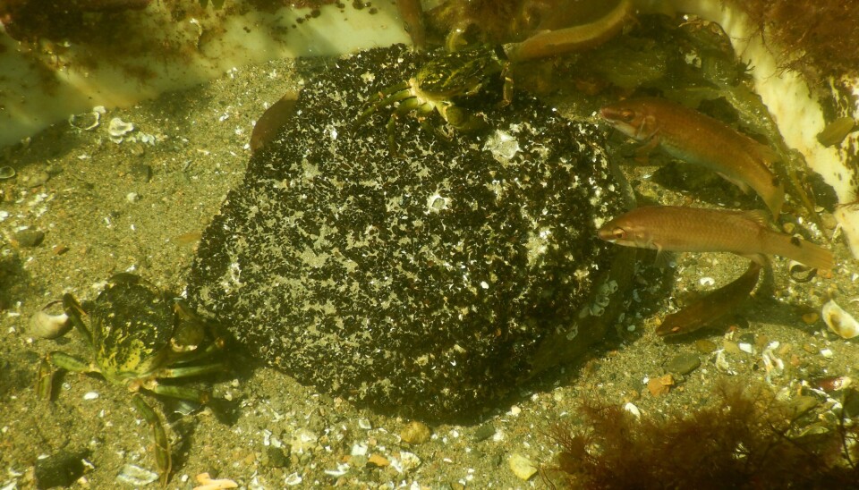 Når toppredatorer som torsk forsvinner, blomstrer mindre predatorer som leppefisk og krabber. Bildet er fra en undersøkelse der bergnebb og strandkrabbe har spist opp alt som var av små blåskjell. Det viser at de mellomstore predatorene kan ha en stor effekt på økosystemer hvis de får opptre i store mengder.